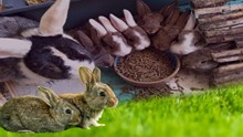 Rabbit Farming : ಮೊಲಗಳಲ್ಲಿ ಗರ್ಭಧಾರಣೆ - ಗಮನಿಸಬೇಕಾದ ವಿಷಯಗಳು