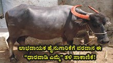 Dharwadi Buffalo: ಲಾಭದಾಯಕ ಹೈನುಗಾರಿಕೆಗೆ ವರದಾನ ಈ “ಧಾರವಾಡಿ ಎಮ್ಮೆ” ತಳಿ ಸಾಕಾಣಿಕೆ! 