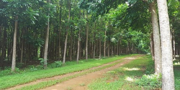 Green gold mangrove