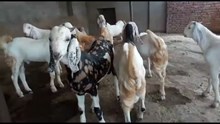 Commercial Goat Farming: ಈ 3 ತಳಿಯ ಮೇಕೆಗಳನ್ನ ಸಾಕಿದ್ರೆ ಹಣದ ಮಳೆ..ಡಬಲ್‌ ಆದಾಯ