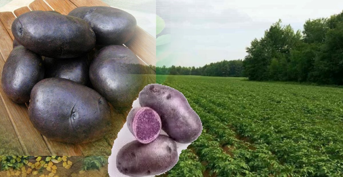 ಕಪ್ಪು ಆಲೂಗಡ್ಡೆ ಬೆಳೆದು ಗೆದ್ದು ಬೀಗಿದ ರೈತ..ಕೆಜಿಗೆ ಎಷ್ಟು ಗೊತ್ತಾ..? balck