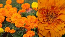 Marigold flower: ಲಾಭದಾಯಕ ಚೆಂಡು ಹೂವಿನ ಬೇಸಾಯ ಕ್ರಮ