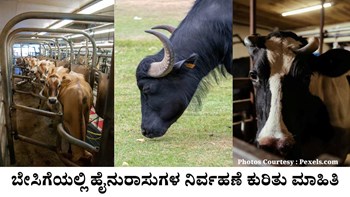 ಬೇಸಿಗೆಯಲ್ಲಿ ಹೈನುರಾಸುಗಳ ನಿರ್ವಹಣೆ ಕುರಿತು ಮಾಹಿತಿ