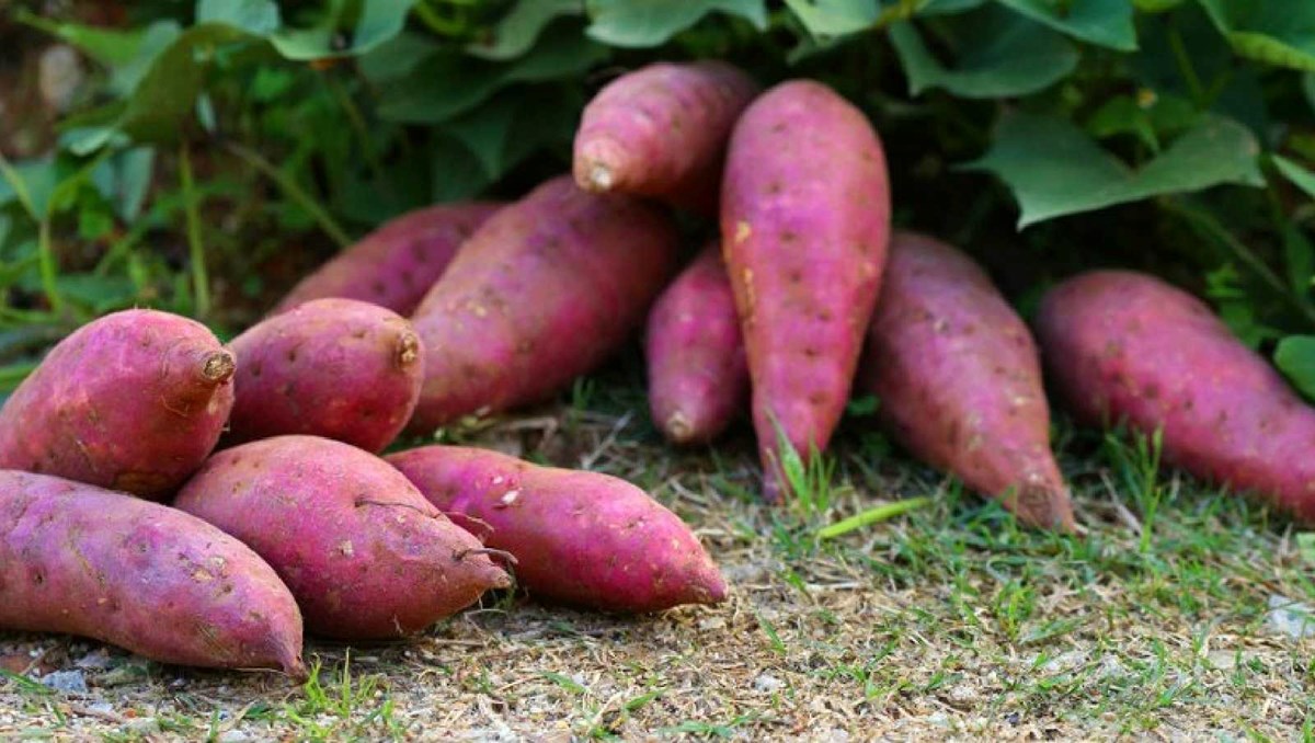 Картофель жуковский. Картофель сорт сесиль. Картофель вишня. Картофель вишня. Ящерица ест картошку помидоры лук.