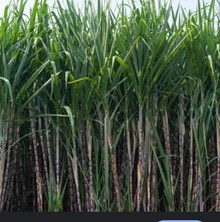 ಕಬ್ಬು ಬೆಳೆಯಲು ಸೂಕ್ತ ಸಲಹೆಗಳು