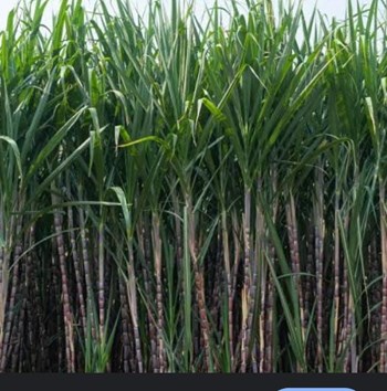 ಕಬ್ಬು ಬೆಳೆಯಲು ಸೂಕ್ತ ಸಲಹೆಗಳು