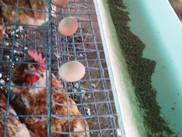Chicken-Poultry