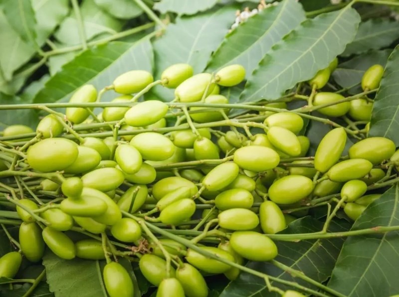 ಬೇವಿನ ಕಶಾಯ ಸಿಂಪಡಿಸಿದರೆ ಬೆಳೆಗಳಿಗೆ ಕಾಡುವ 84 ಜಾತಿಯ ಸಂತತಿಯೇ ಅಂತ್ಯ! neem