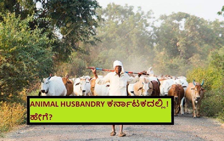 animal-husbandry-animal-husbandry-in-karnataka