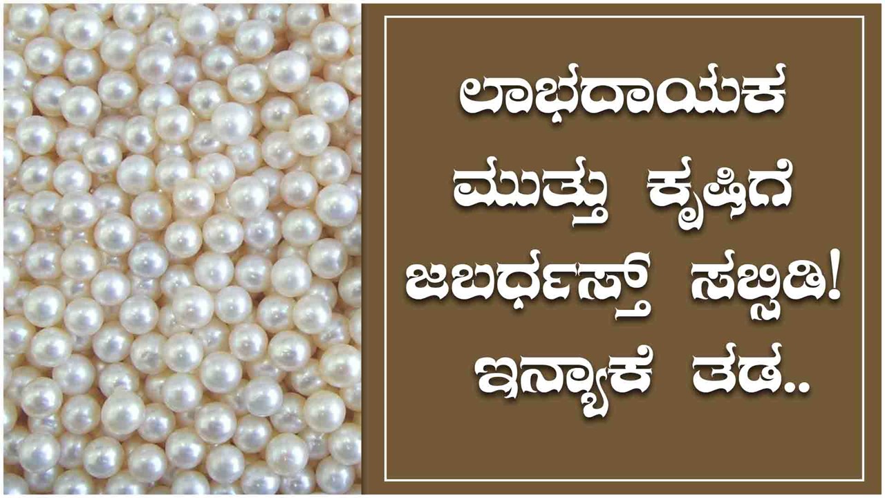 Government Is Providing 50% Subsidy for Pearl Farming;