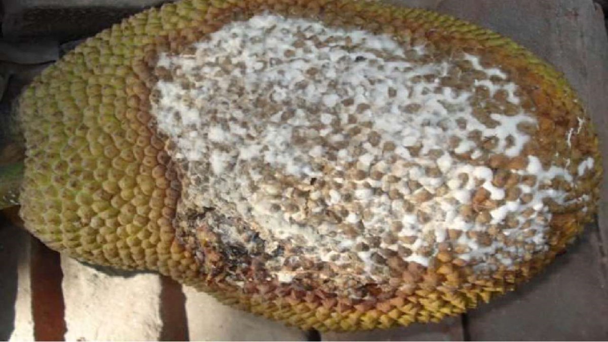 ಹಲಸಿನ ಹಣ್ಣಿನಲ್ಲಿ ಹೊಸ ಶಿಲೀಂಧ್ರ ಪತ್ತೆ..! kerala New Fungal Desease in Jackfruit